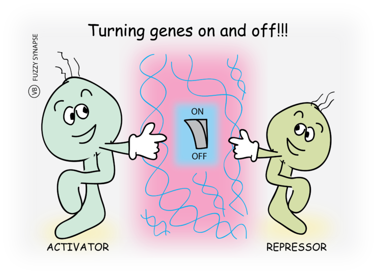 Turning genes on and off Fuzzy Synapse