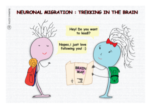 Neuronal migration, neurons, neuroscience, neurobiology
