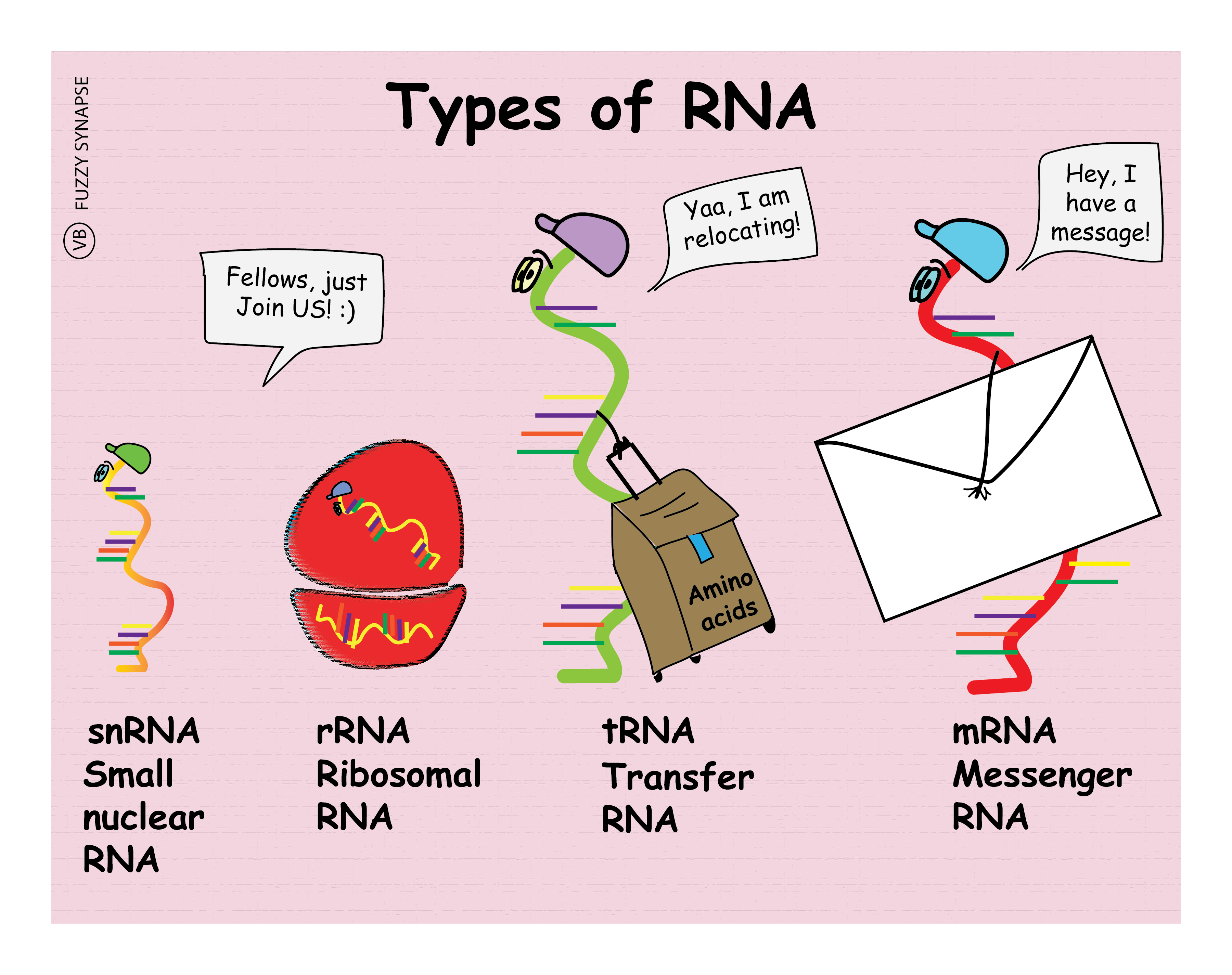 Types Of Rna Fuzzy Synapse